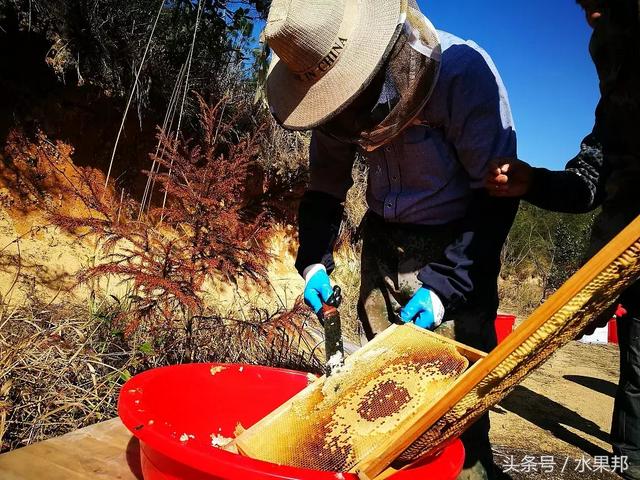 来自罗霄山脉湖南桂东海拔1350米高山蜂场的“蜜中之皇”野桂花蜜