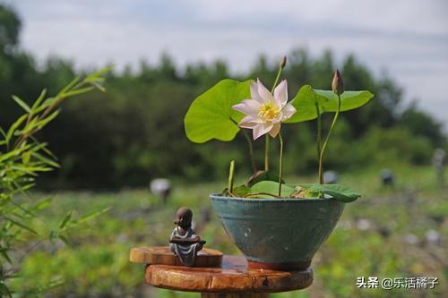 夏天精致网红迷你荷花：碗莲，家庭种花盆栽如何调配莲土很重要