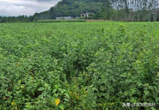 种一次管三年，1年可以割3茬，亩纯利润3000元，种植的农民不多