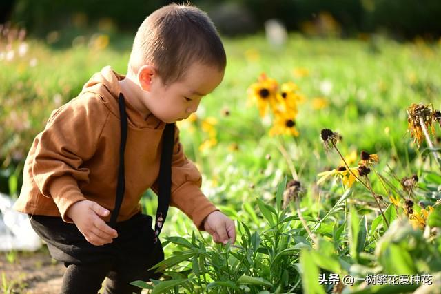 “辣手摧花”才能养好这20种花，越掐越旺，花开得好邻居们都羡慕