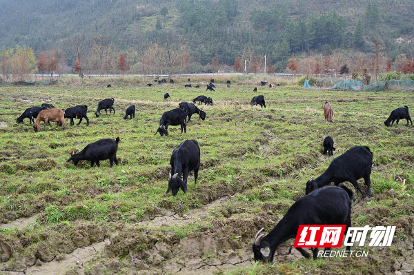 湖南蓝山：放养黑山羊 奔向致富路