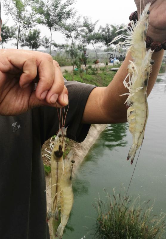 南美白对虾在渭河畔养殖成功 秦岭之北关中人可吃到地产南美白对虾