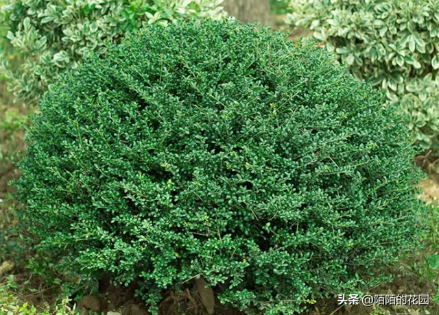 这十几种球状植物漂亮又好养，非常适合花境装扮！