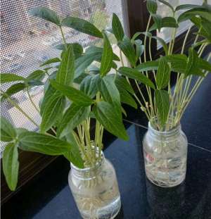 绿豆种植的过程图片(7粒“绿豆”丢水里，10天长出“小盆栽”，比绿萝、发财树漂亮)