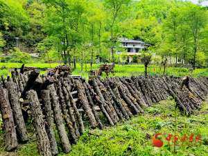 段木木耳种植(康县白杨镇：特色产业助力乡村振兴)