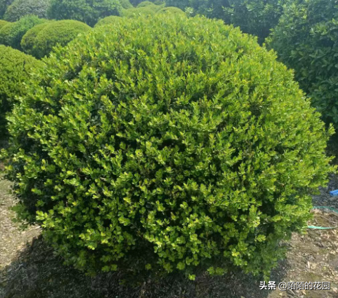 这十几种球状植物漂亮又好养，非常适合花境装扮！