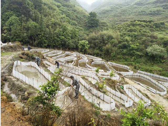 违规养殖！福建宁德寿宁县南阳镇10亩牛蛙养殖场被拆除……