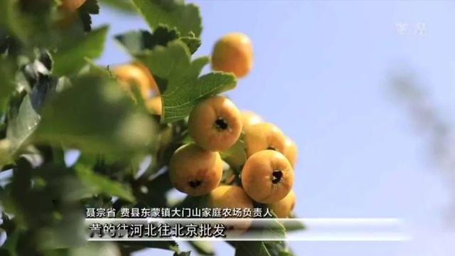 山东大哥返乡混搭养鸡种山楂，荒山变成金山，一年赚300万