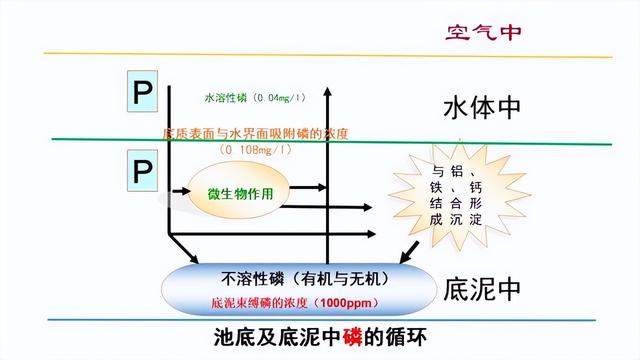 不同养殖物种池塘中氮磷的周转与耦合