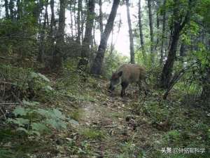 养殖野猪市场(我国野猪局部泛滥，允许猎杀不允许吃肉，野猪肉都去哪儿了？)