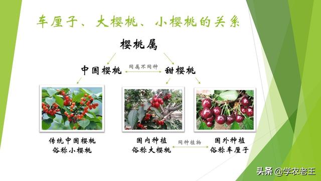 如果你想种植大樱桃，这篇文章适合你，品种与基础种植知识