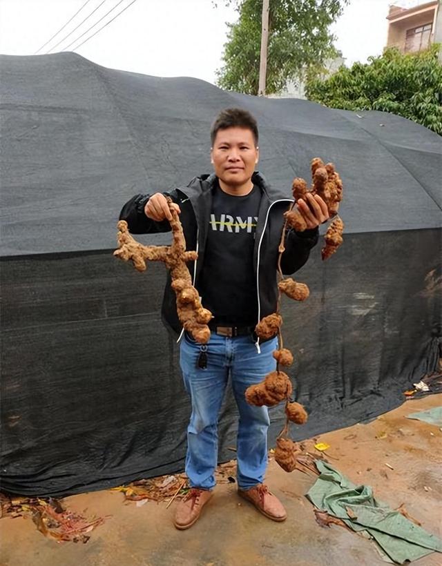 土茯苓种植：轻松掌握挑战与机遇！