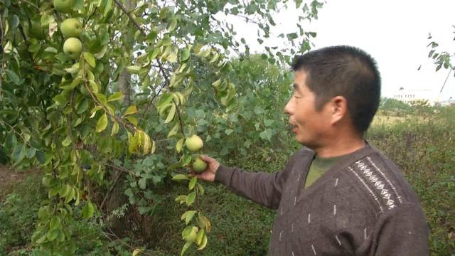 “民间高手”十年磨一剑，培育特大香木瓜，一个果重3斤多