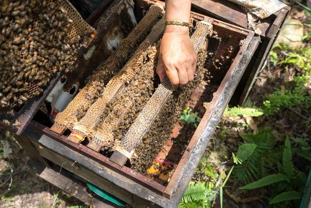 蜜蜂健康养殖技术要点