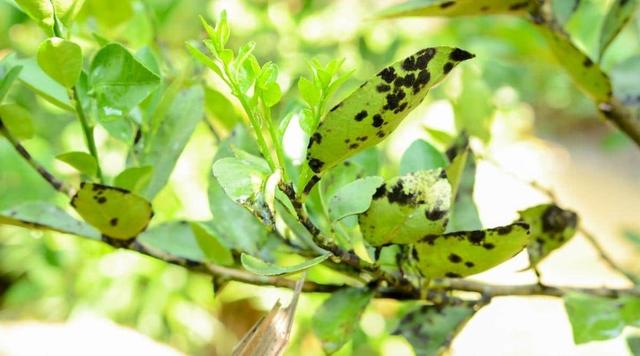 矮柠檬树的种植、生长和护理指南