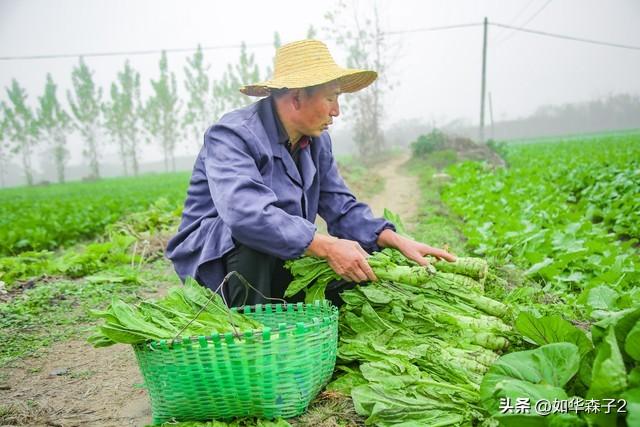 莴笋种植方法：播种到采收，掌握6个技巧，莴笋优质又高产