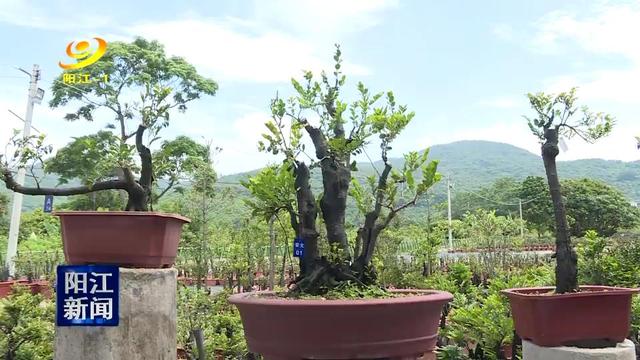 东平镇允泊村：小盆景撬动乡村经济