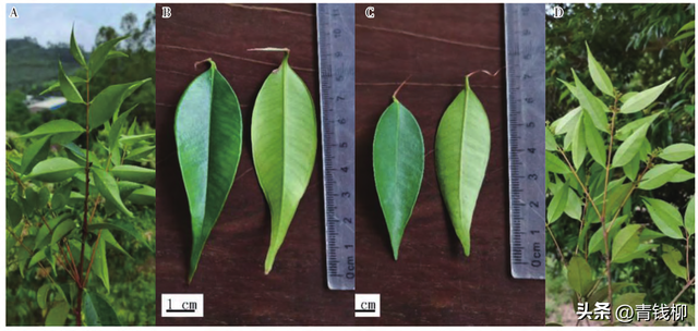 白果蒲桃生物学与生态学特性及播种育苗技术