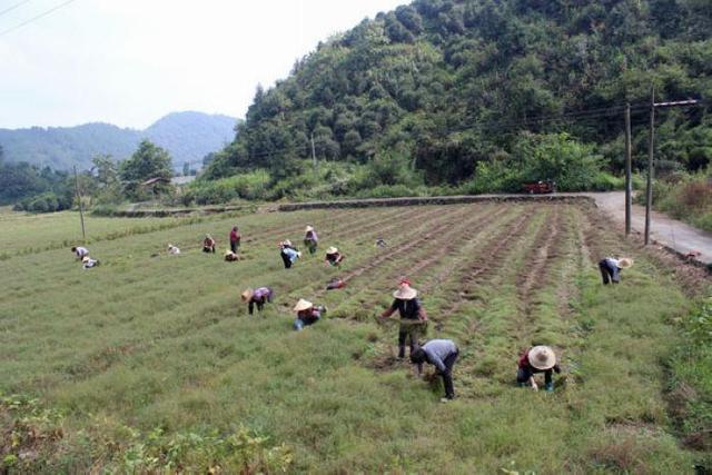 金融赋能 建设银行裕农贷款助力共同富裕