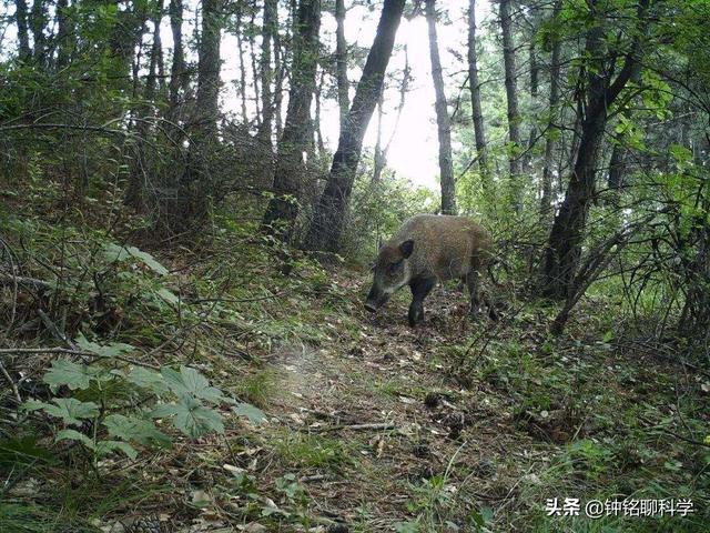 我国野猪局部泛滥，允许猎杀不允许吃肉，野猪肉都去哪儿了？