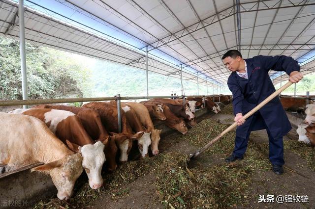 这样建养牛大棚，成本压到了最低，养牛经济效益至少高一倍