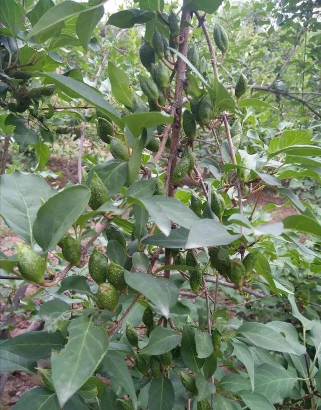 药用连翘的种植方法和管理技术