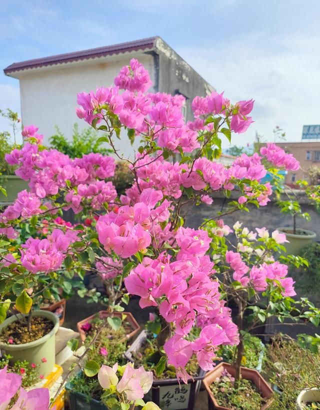 阳台养三角梅，就选“红粉佳人”，好养活，超爱开花，你值得拥有