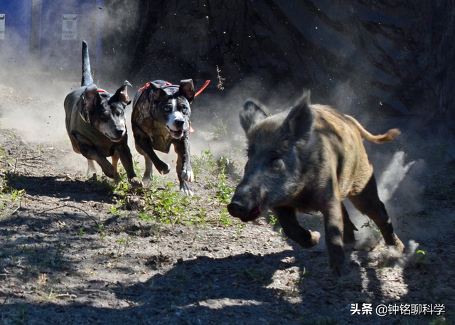 我国野猪局部泛滥，允许猎杀不允许吃肉，野猪肉都去哪儿了？