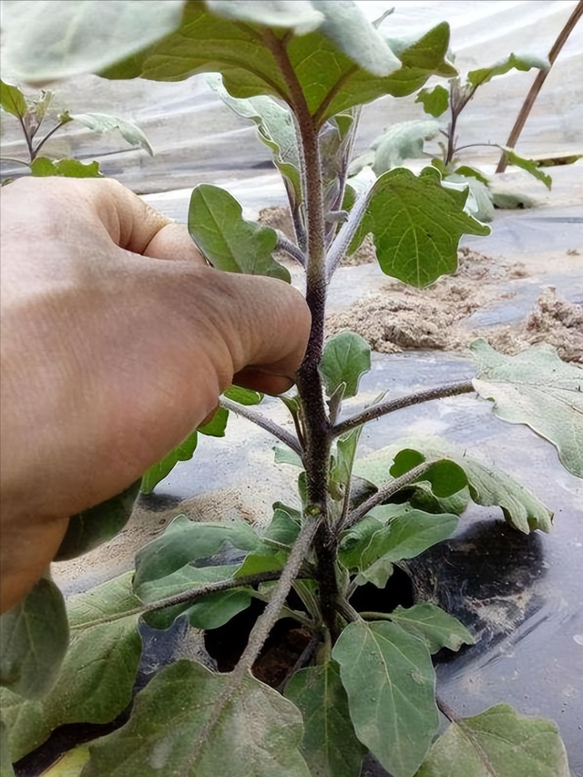 茄子光长秧不结果？牢记4点掌握6技巧，促花又促果，产量稳稳提高