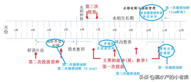 小龙虾养殖如何做到出早苗、养大虾、创高产、赚大钱？