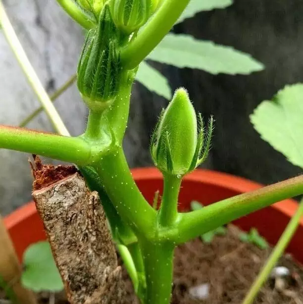 夏季两个季节，种植秋葵最佳时节，小苗萌发快，秋末能收一箩筐