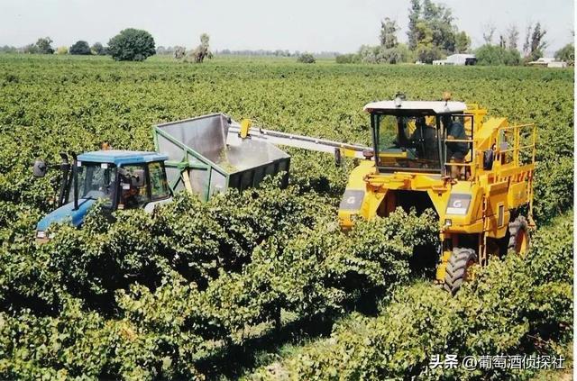 收藏 I 史上最全葡萄酒酿造过程详解