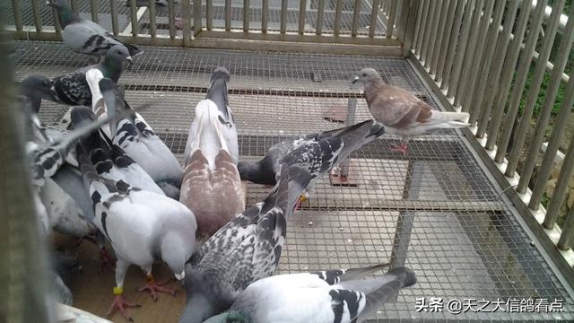 信鸽饲养管理方法