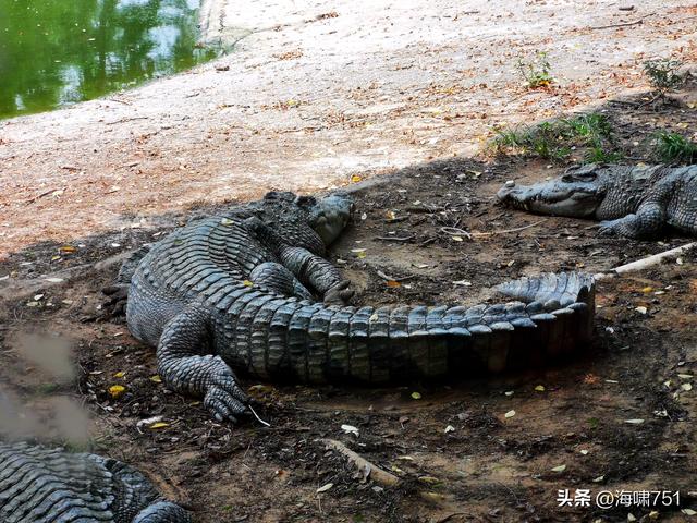 鳄鱼养殖基地