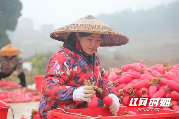 新春走基层丨湖南新田：红皮萝卜种出红火日子