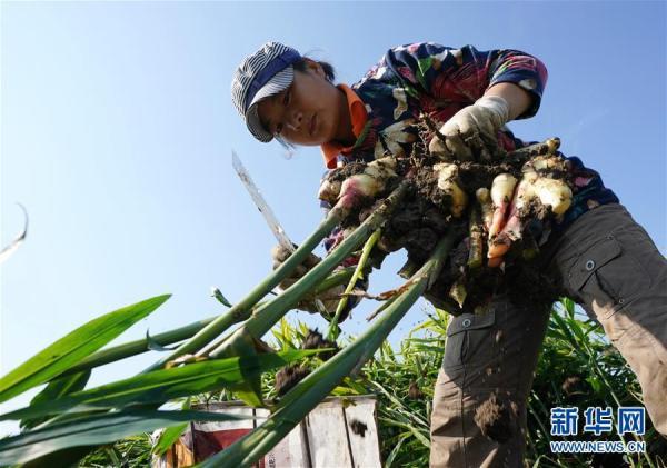 河北丰润：万亩生姜喜获丰收