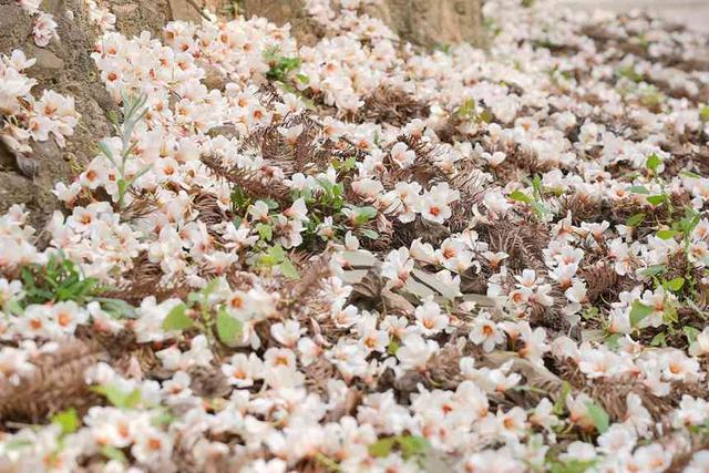 广西西林县：千亩油桐花惹人醉