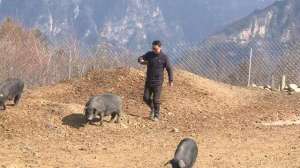 湖北黑猪养殖基地(“神农黑猪”养殖记)