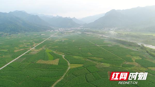 江永：万亩香芋产业园绿油油