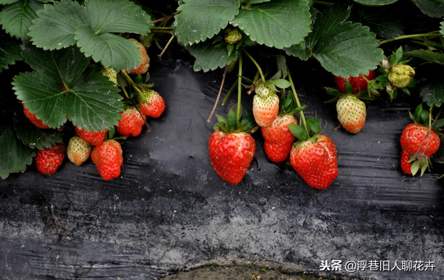 家庭盆栽草莓的种植方法，缓苗很重要，你也能吃上自己种的草莓