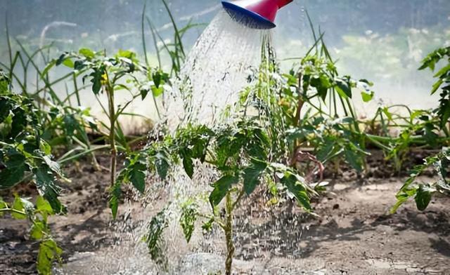 现代温室番茄种植技术：温室补光的实际应用