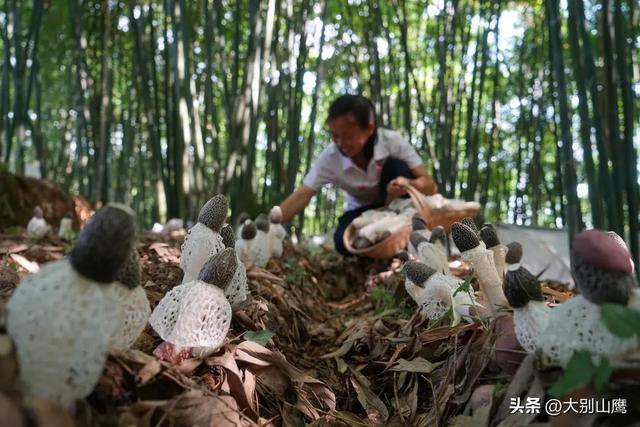 想投资林下经济，首先要懂得林下种养的利与弊