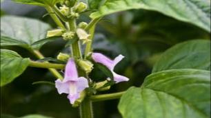 芝麻一穴一株，一株双杆高产栽培技术，原来是这样种植的