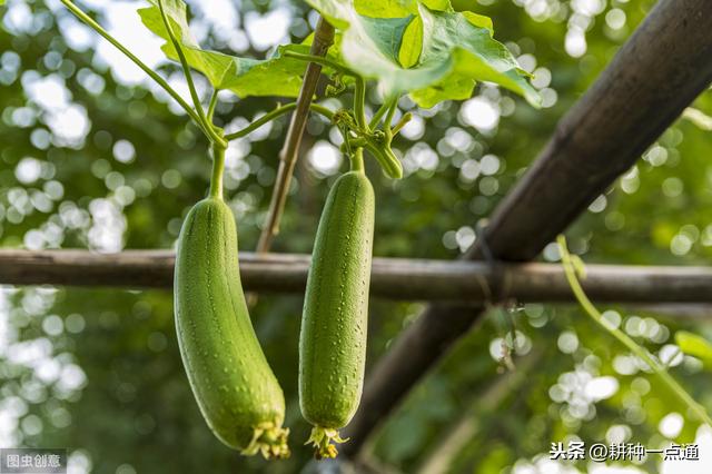 丝瓜优质高效种植技术研究