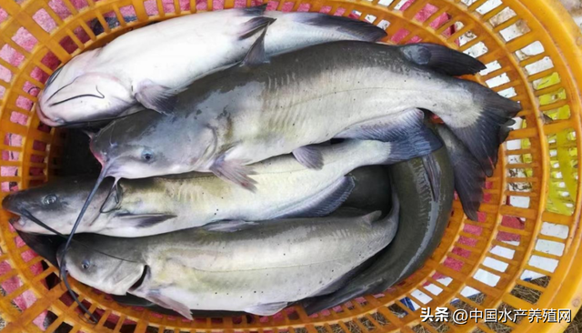 广东开始抢鲈鱼苗？鳜鱼涨鮰鱼跌、黑鱼黄骨稳定！饲料又涨了！