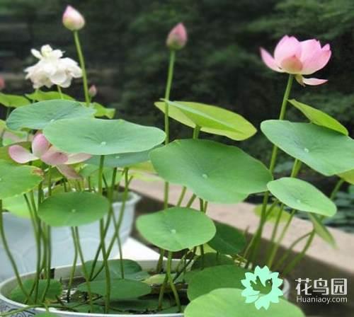 现在的人阳台都不种吊篮了，都种这一些盆栽！花开能明艳9个月