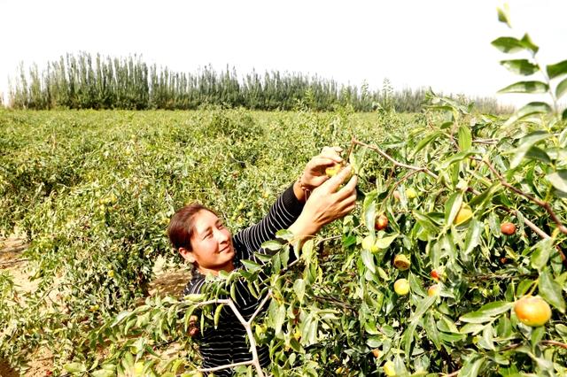 新疆和田：火红大枣满枝头 硕果累累庆丰收