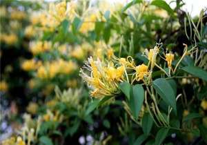 金银花的种植条件(金银花栽培技术，栽培方法和越冬的修剪技巧为您献上，记得收藏)