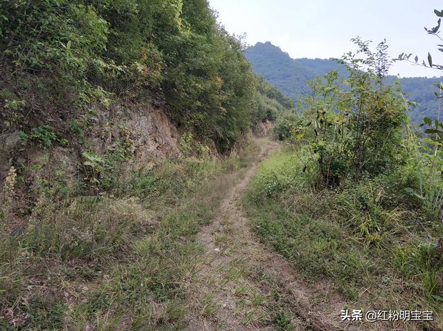 一学就会~教你种植野生猕猴桃，开种建园拍摄于秦巴安康伏羲山