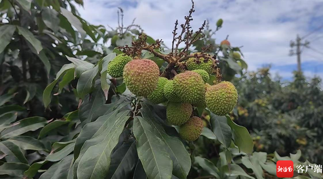 海南荔枝时间到！今年海口火山荔枝总产量预计10.94万吨